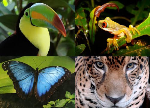 tropical rainforest animals |Zoo Animals